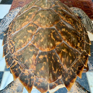 Taxidermy Sea Turtle