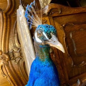 Striking Taxidermy Peacock